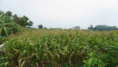 Açık havada parkın güzelliği.