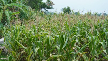 Köydeki mısır ağacı harika görünüyor.