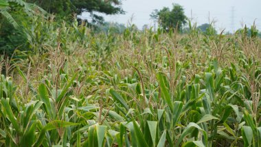 Köydeki mısır ağacı harika görünüyor.