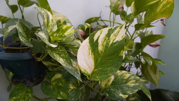 Parktaki yaprak harika görünüyor.