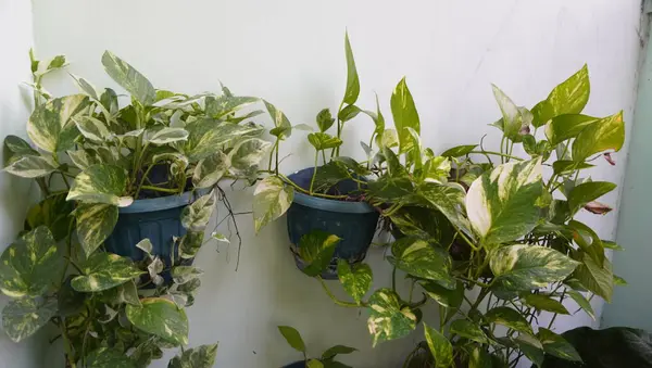 Parktaki yaprak harika görünüyor.