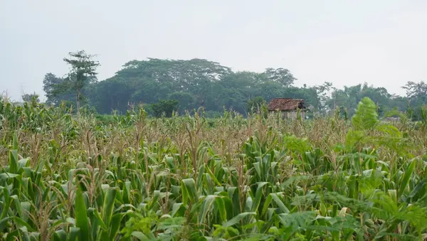 Parkta taze mısır ağacı görünüyor.