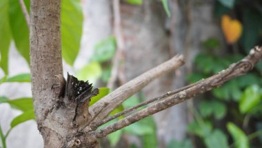 Parktaki ağaçlar çok güzel görünüyor.