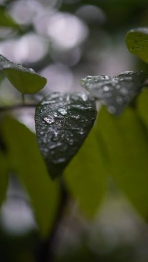 Parkta yaprak çok güzel görünüyor.