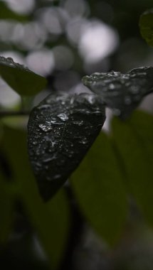 Yapraktaki su lekesi çok güzel görünüyor.