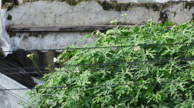 Parkta yaprak çok güzel görünüyor.