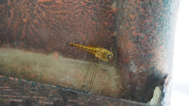 Çitte sarı renkli yusufçuk.