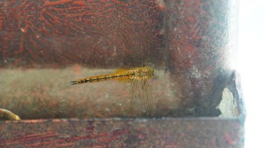 Sarı renkli yusufçuk çok güzel görünüyor.