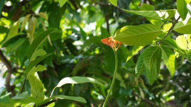 Parktaki ağaç harika görünüyor.