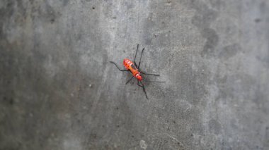 Yerdeki küçük hayvan harika görünüyor.