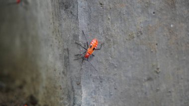 Yerde turuncu renkte küçük bir hayvan görmek harika.