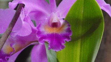 Park üzerinde mor renkli orkide çiçekleri