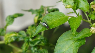 Koza yaprağı harika görünüyor.