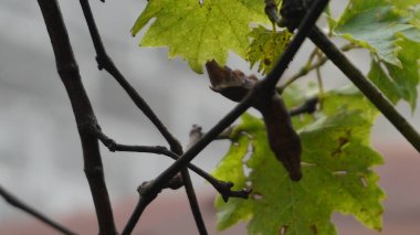 Üzüm yaprağının üzerindeki kozaya çok yakışmış.