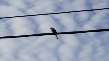 Kablolu yayında kuşun güzel görünmesi