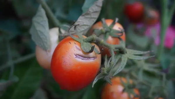 Değişik renklerde domates çok lezzetli görünüyor.