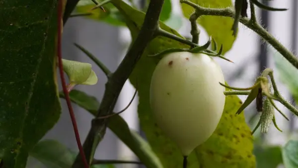 Ağaçta taze domates güzel görünüyor.