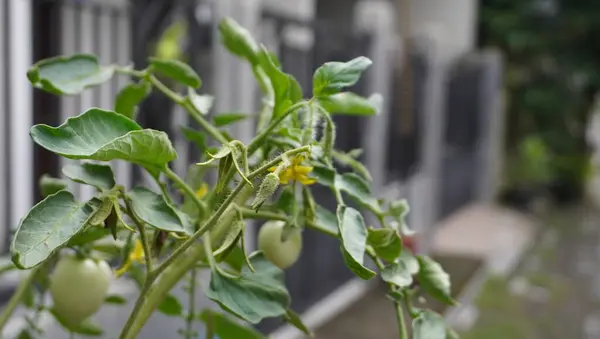 Ağaçta taze domates güzel görünüyor.