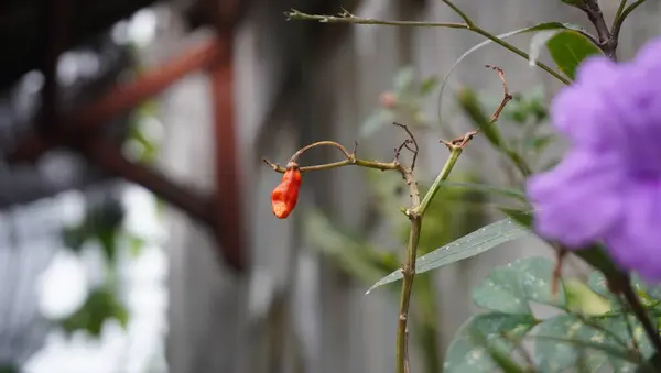 Ağacın üstünde kırmızı biber görünüyor.