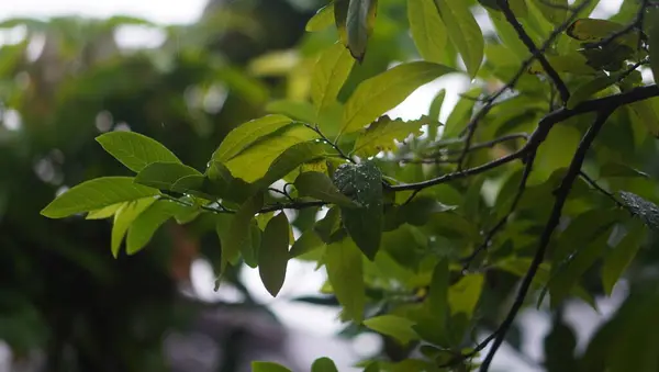 Parkta yaprak çok güzel görünüyor.