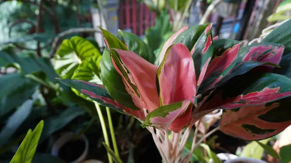 Yaprağın iki renginde güzel görünüyor.