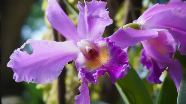 Mor renkli orkide çiçekleri çok güzel görünüyor.