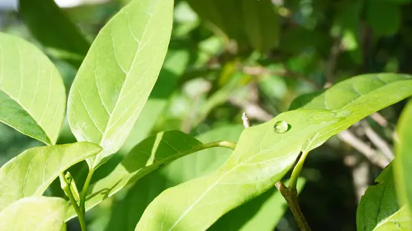 Parkta yaprak çok güzel görünüyor.
