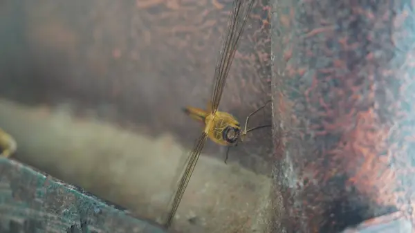 Çitte sarı renkli yusufçuk.