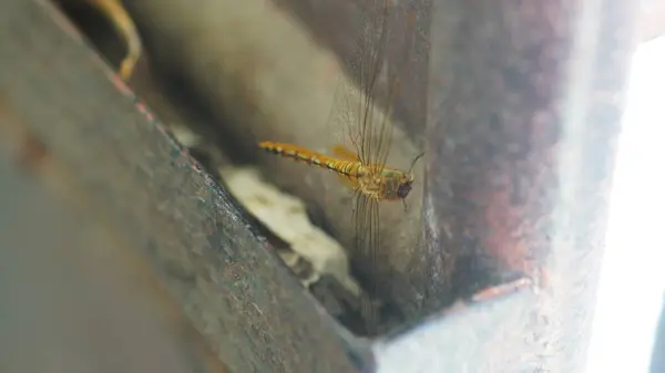 Sarı renkli yusufçuk çok güzel görünüyor.