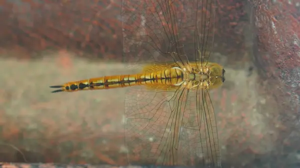 Sarı renkli yusufçuk çok güzel görünüyor.