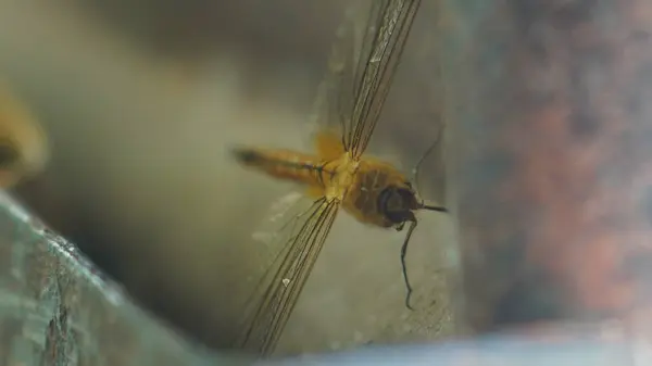 Sarı renkli yusufçuk çok güzel görünüyor.