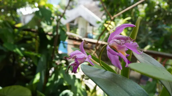 Parktaki orkide çiçekleri çok güzel görünüyor.