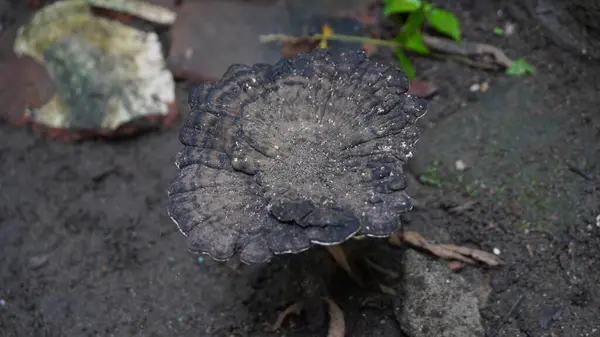 Parkta büyük bir mantar gibi duruyor.