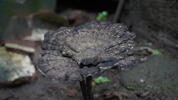 Parkta büyük bir mantar gibi duruyor.