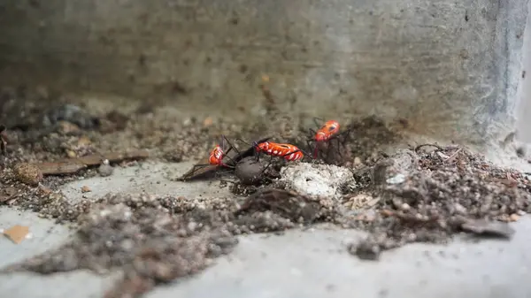 Yerdeki küçük hayvan harika görünüyor.