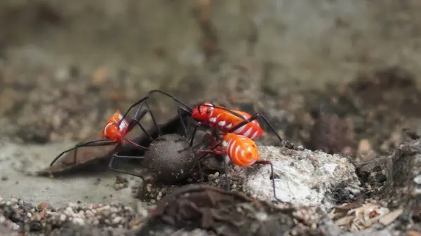 Yerdeki küçük hayvan harika görünüyor.