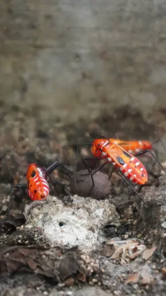 Yerdeki küçük hayvan harika görünüyor.