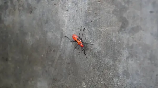 Yerdeki küçük hayvan harika görünüyor.