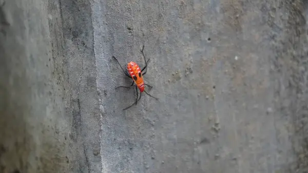 Yerde turuncu renkte küçük bir hayvan görmek harika.