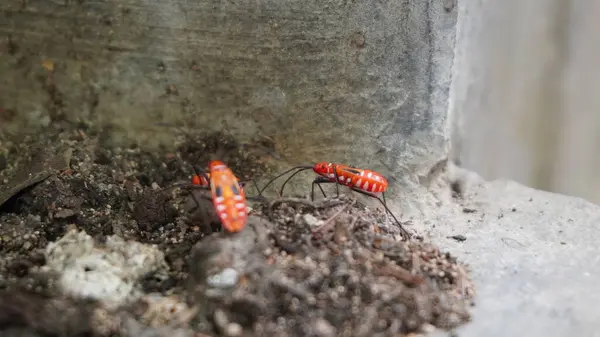 Yerde turuncu renkte küçük bir hayvan görmek harika.