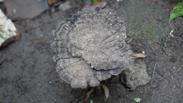 Yerdeki mantarlara bak.