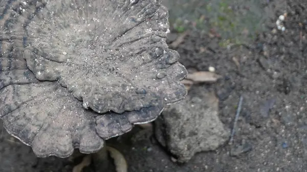 Yerdeki mantarlara bak.