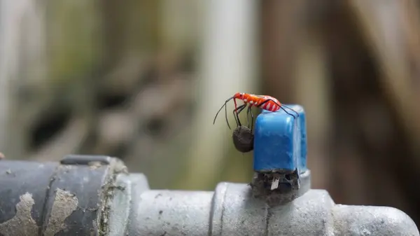 Su musluğunda turuncu renkte hayvanlar harika görünüyor.