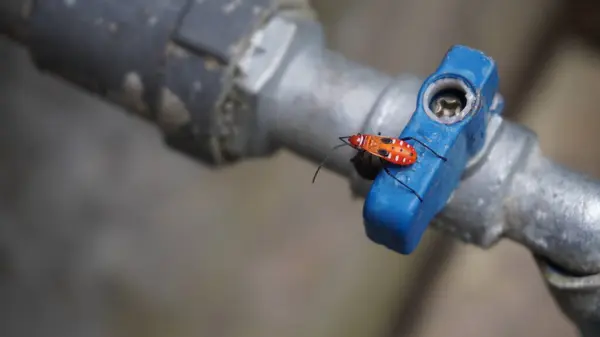 Su musluğunda turuncu renkte küçük bir hayvana çok yakışır.