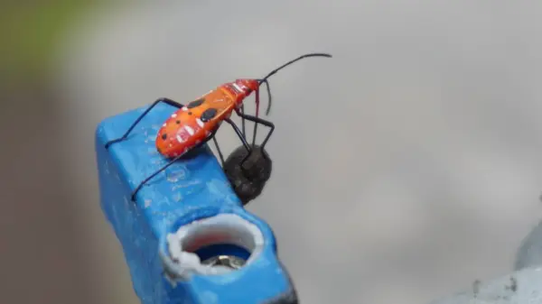 Su musluğunda turuncu renkte küçük bir hayvana çok yakışır.