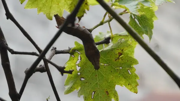 Koza yaprağı harika görünüyor.