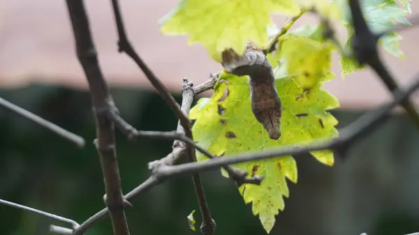 Koza yaprağı harika görünüyor.