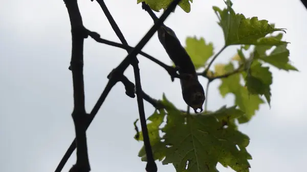 Üzüm yaprağının üzerindeki kozaya çok yakışmış.