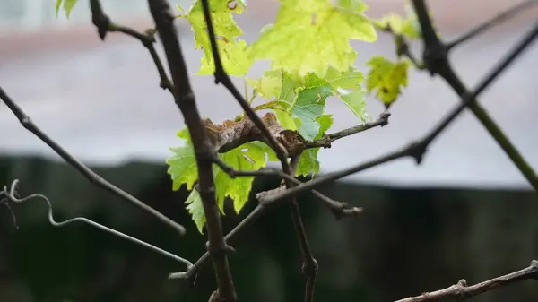 Üzüm yaprağının üzerindeki kozaya çok yakışmış.