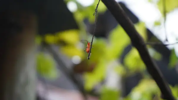 Küçük cüsseli ve turuncu renkli bir hayvana çok yakışır.